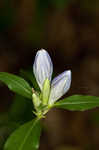 Showy gentian